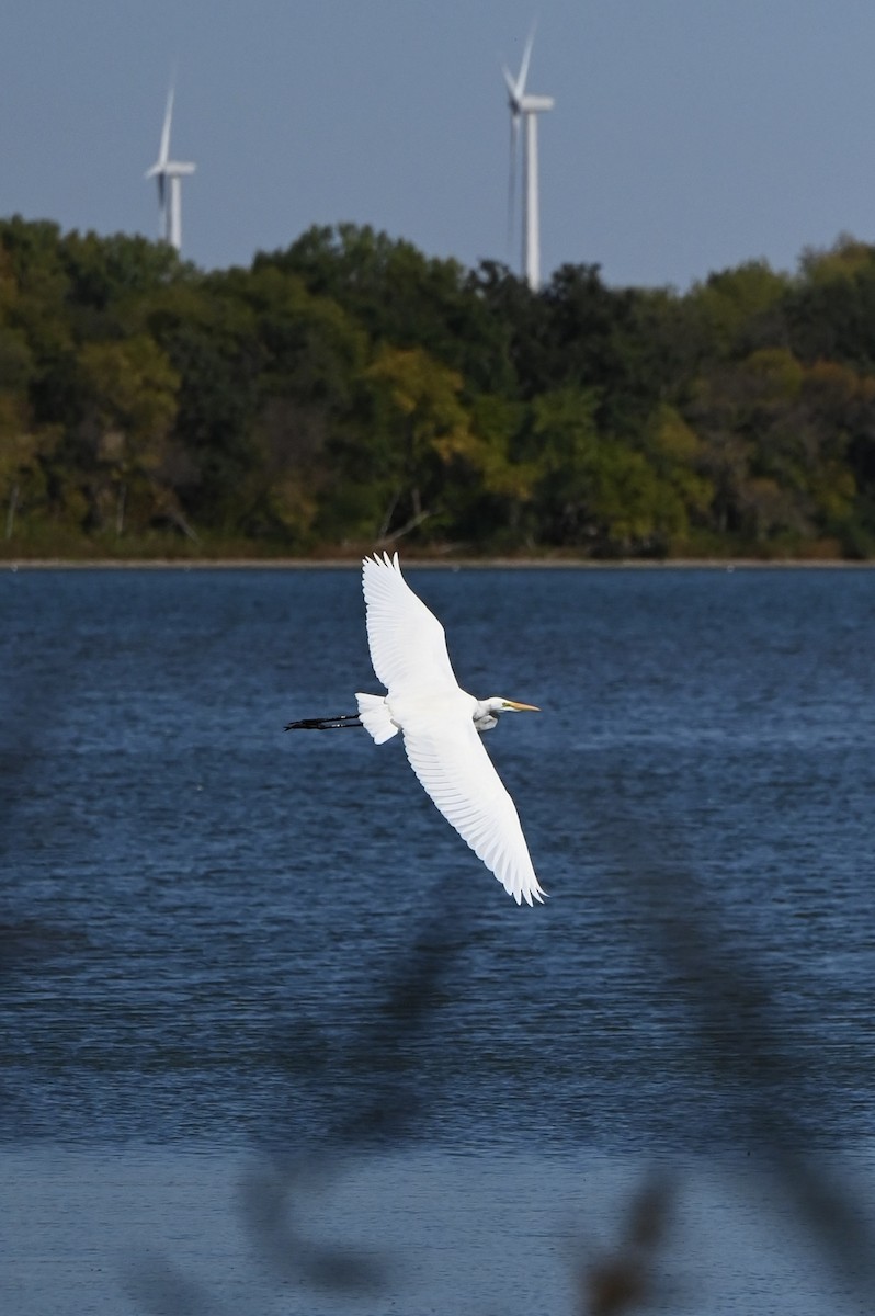 Great Egret - ML642747258