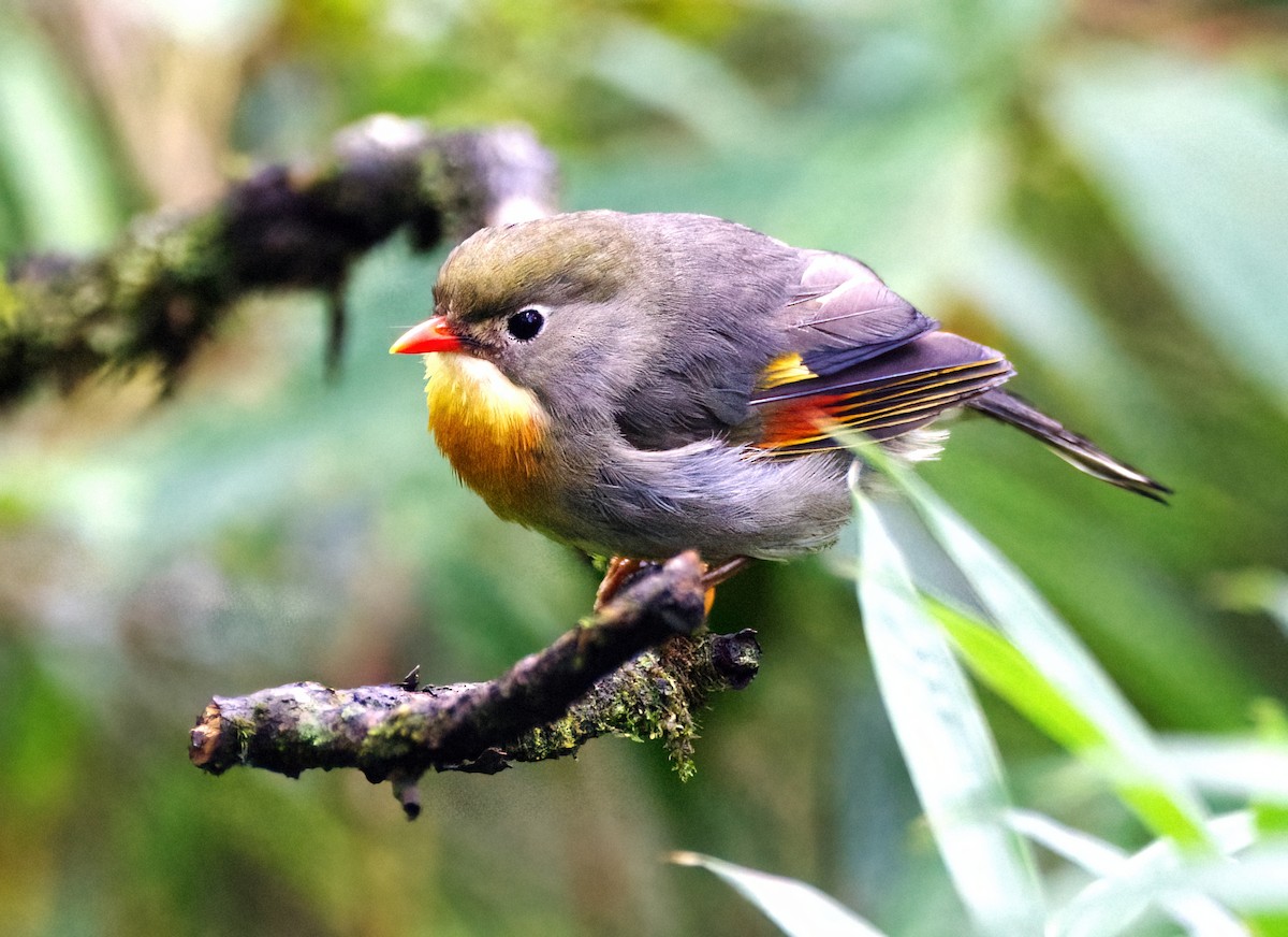 Red-billed Leiothrix - ML642747280