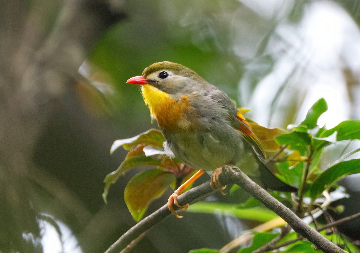 Red-billed Leiothrix - ML642747281