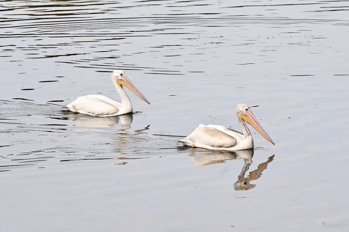 American White Pelican - ML642747282