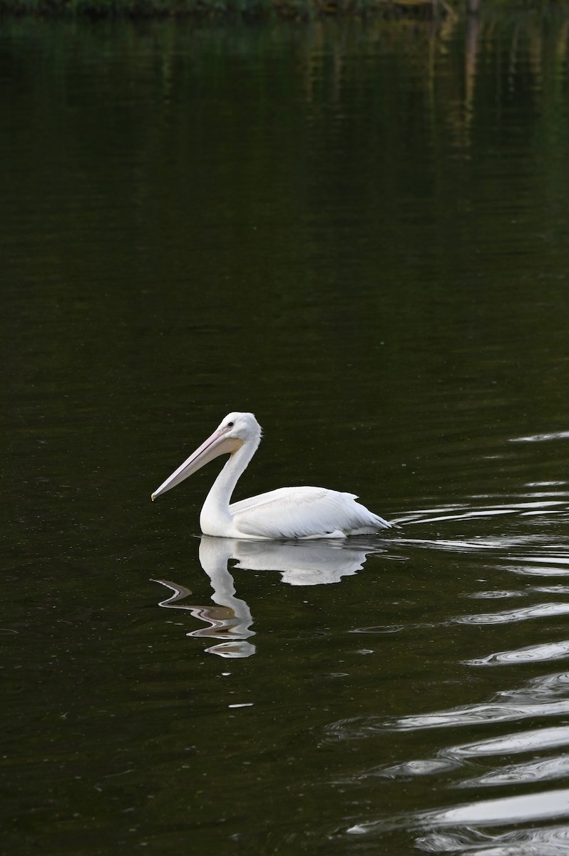American White Pelican - ML642747283