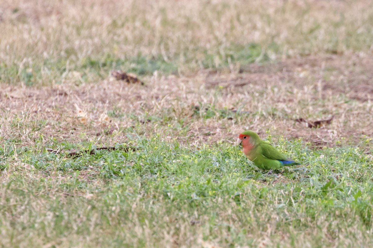 桃臉愛情鳥 - ML642747287