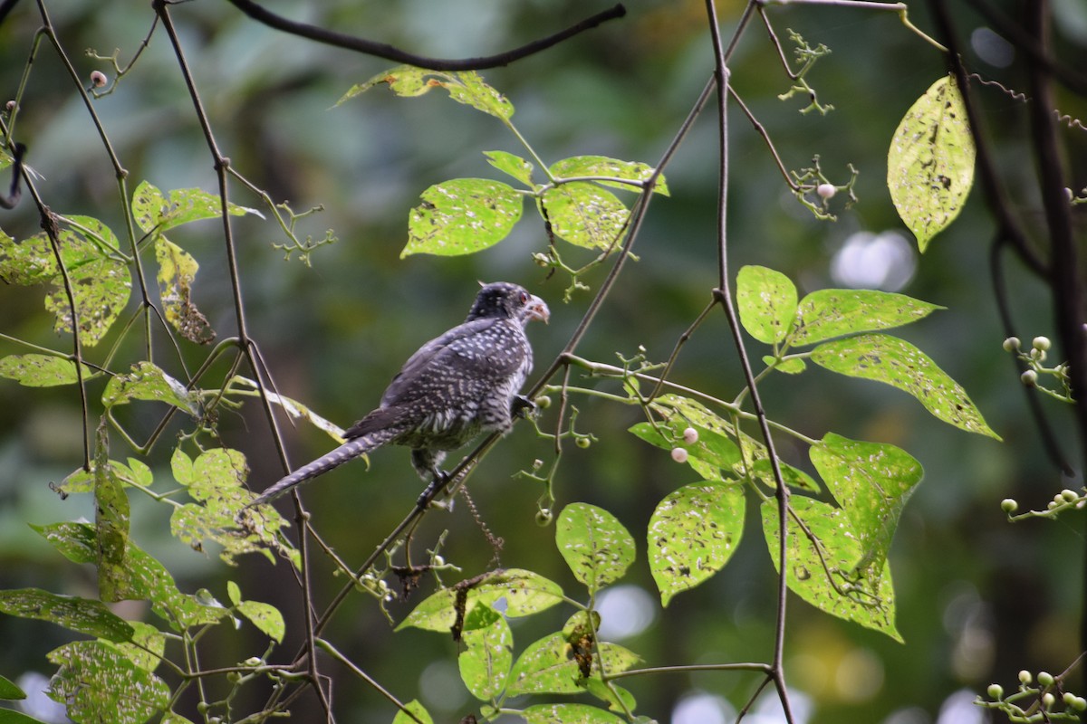Asian Koel - ML642747297