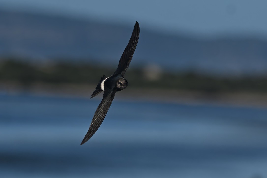 Horus Swift - ML642747320