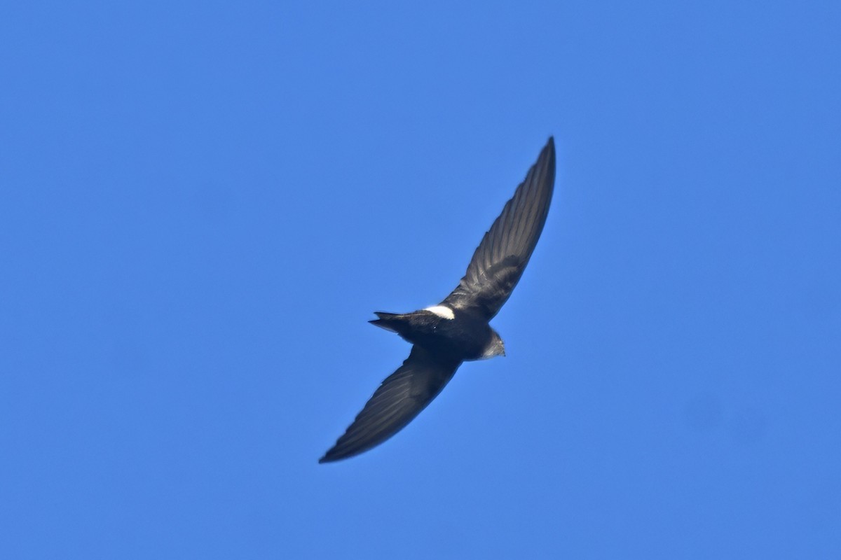 Horus Swift - ML642747321