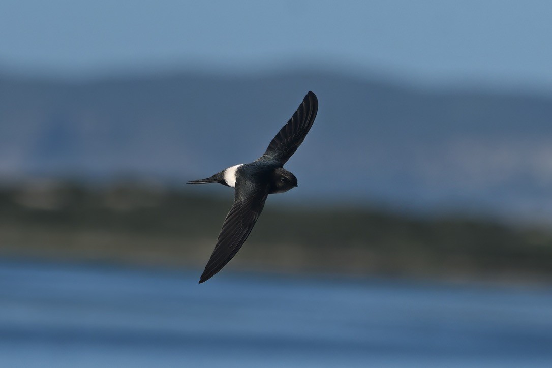 Horus Swift - ML642747322