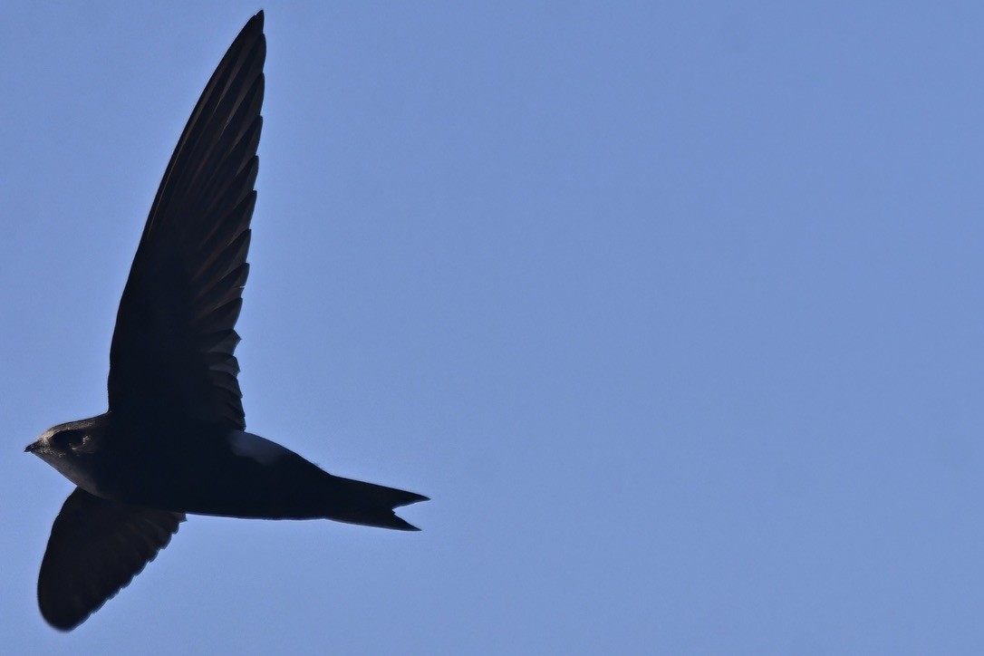 Horus Swift - ML642747323