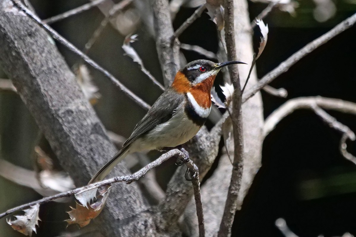 Western Spinebill - ML642747353