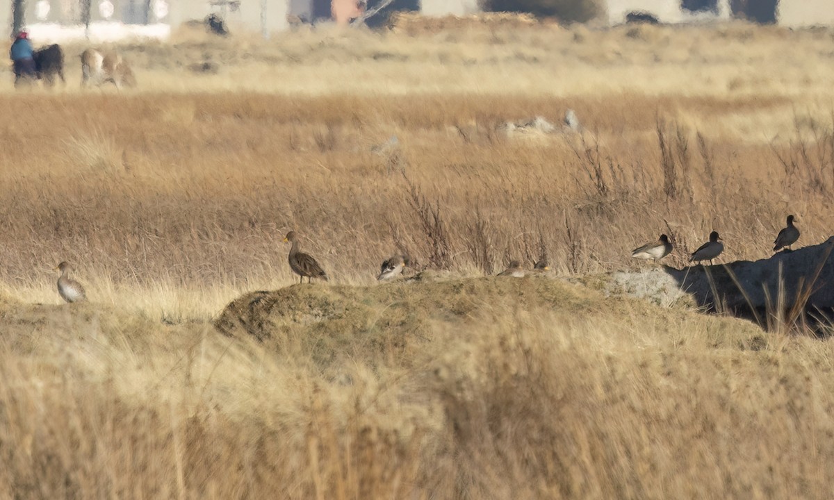 Yellow-billed Pintail - ML642747362