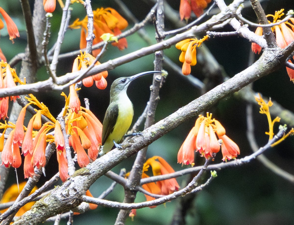 Little Spiderhunter - ML642747386
