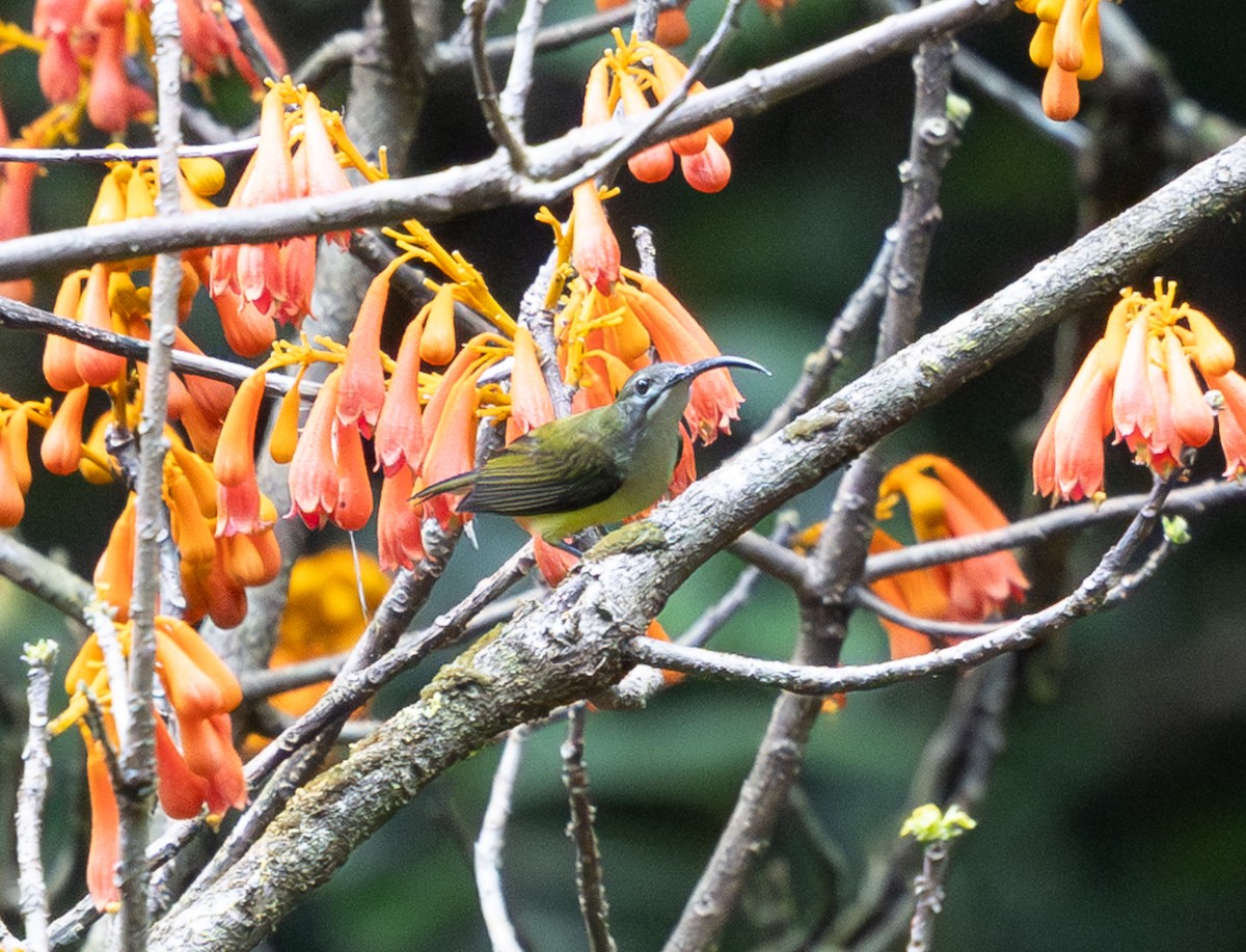 Little Spiderhunter - ML642747387