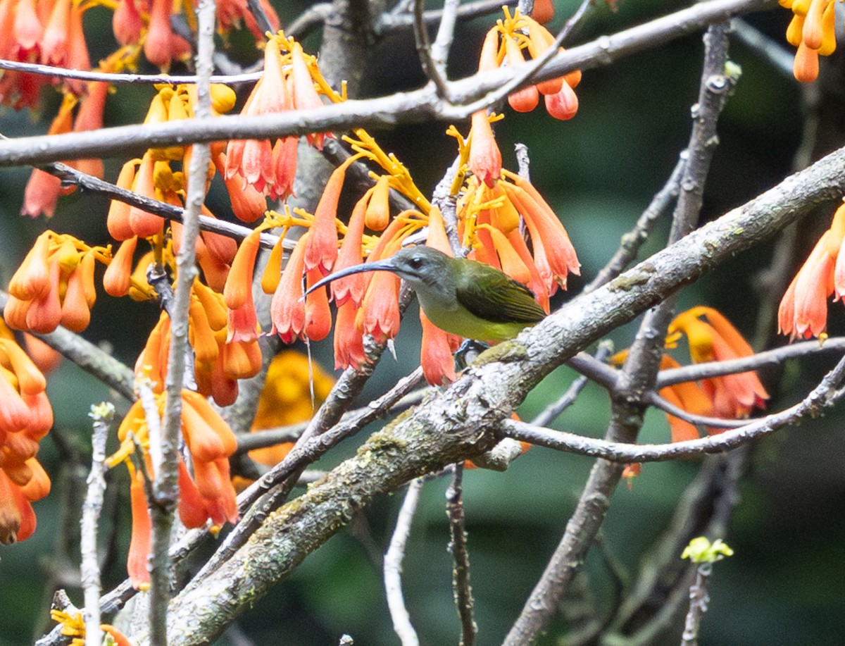 Little Spiderhunter - ML642747388