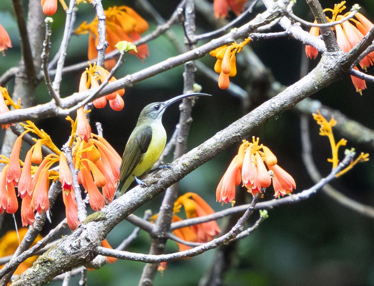 Little Spiderhunter - ML642747389