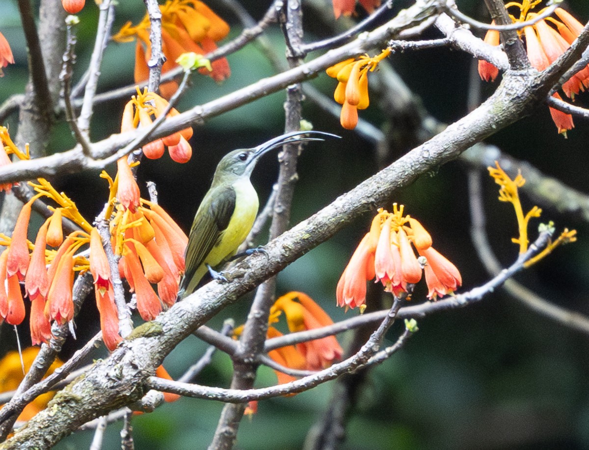 Little Spiderhunter - ML642747393