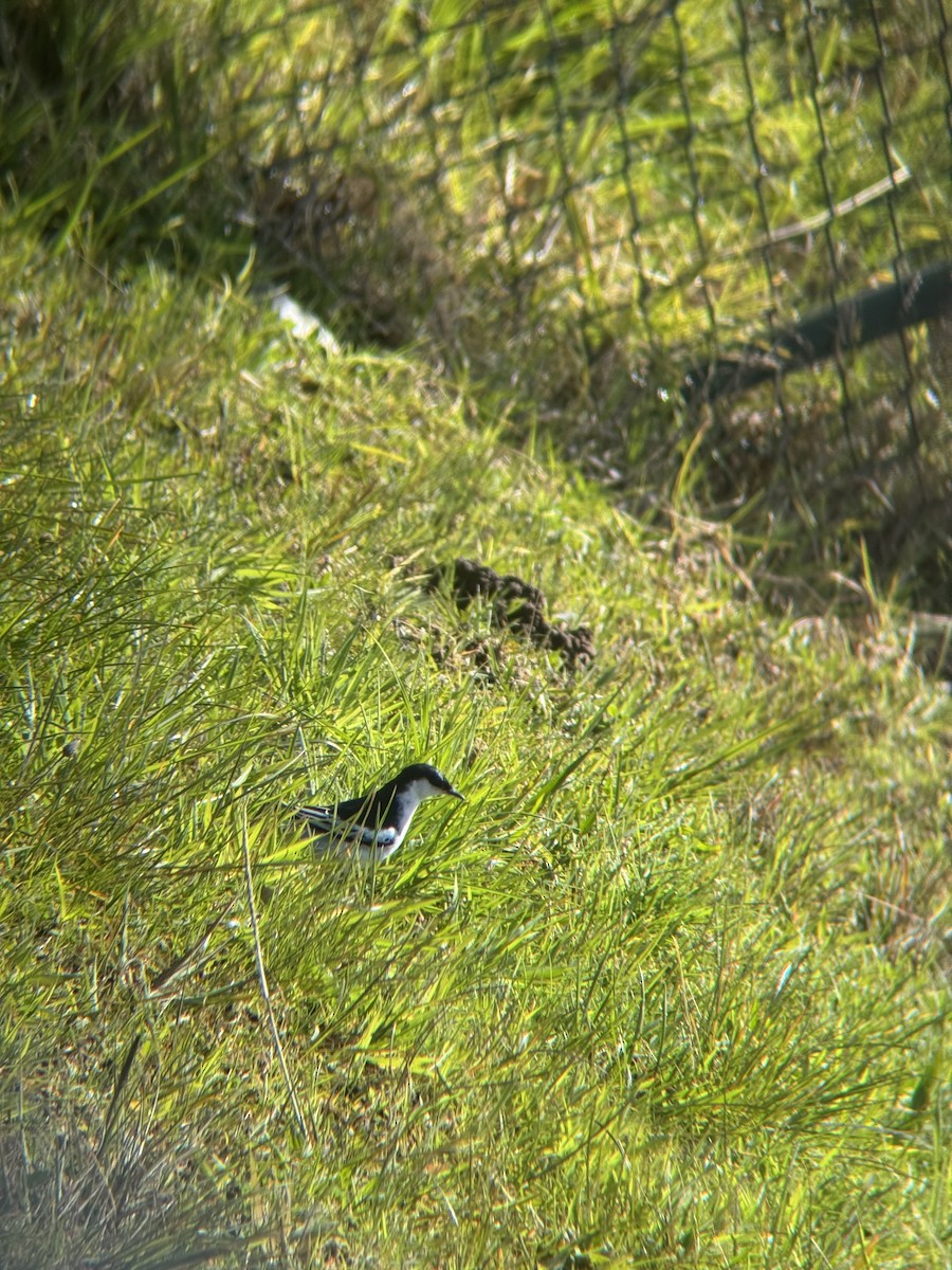 White-winged Triller - ML642747405