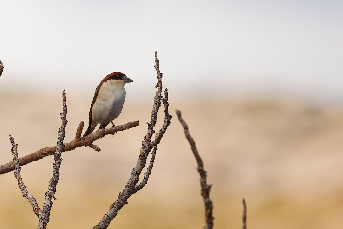 Woodchat Shrike (Balearic) - ML642747409