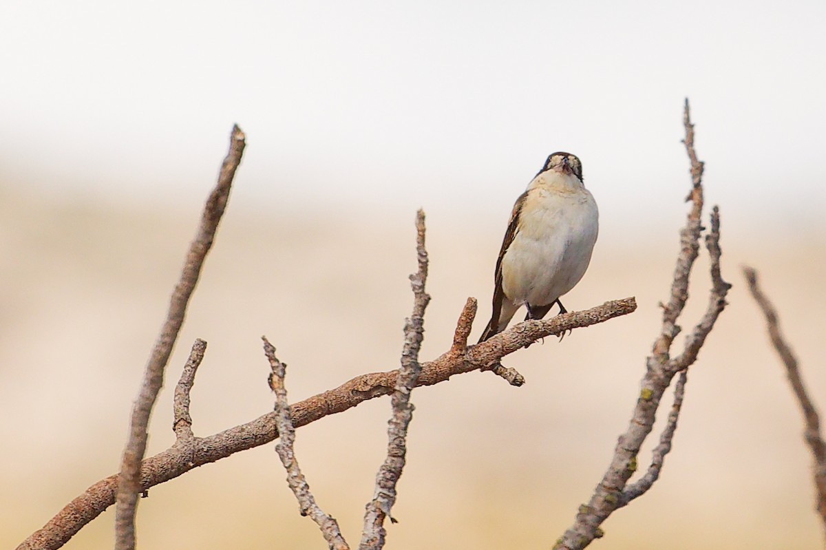 Woodchat Shrike (Balearic) - ML642747412
