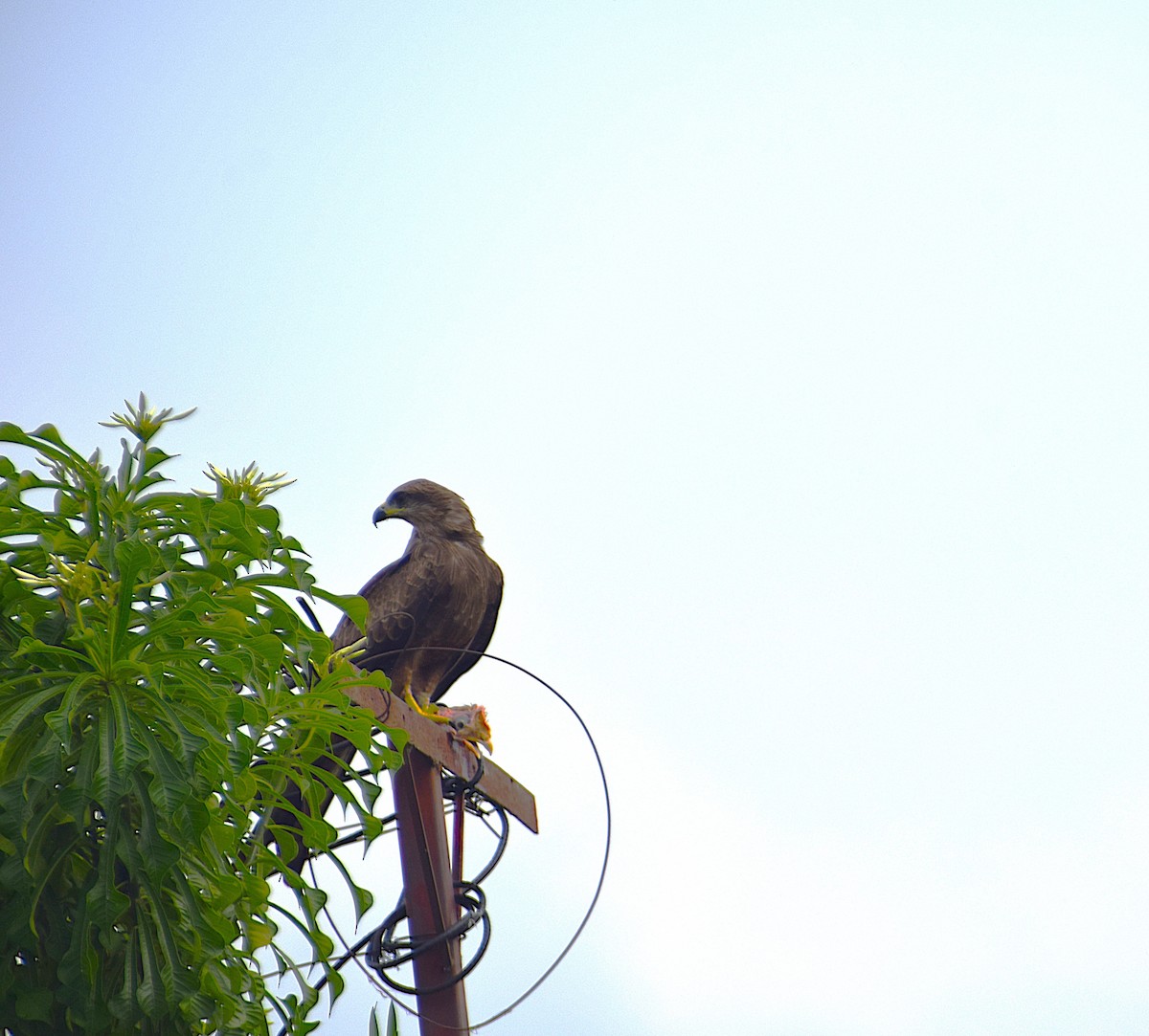 Black Kite - ML642747415