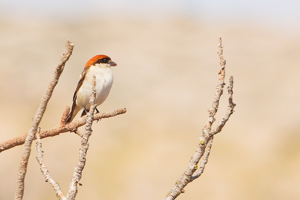 Woodchat Shrike (Balearic) - ML642747416