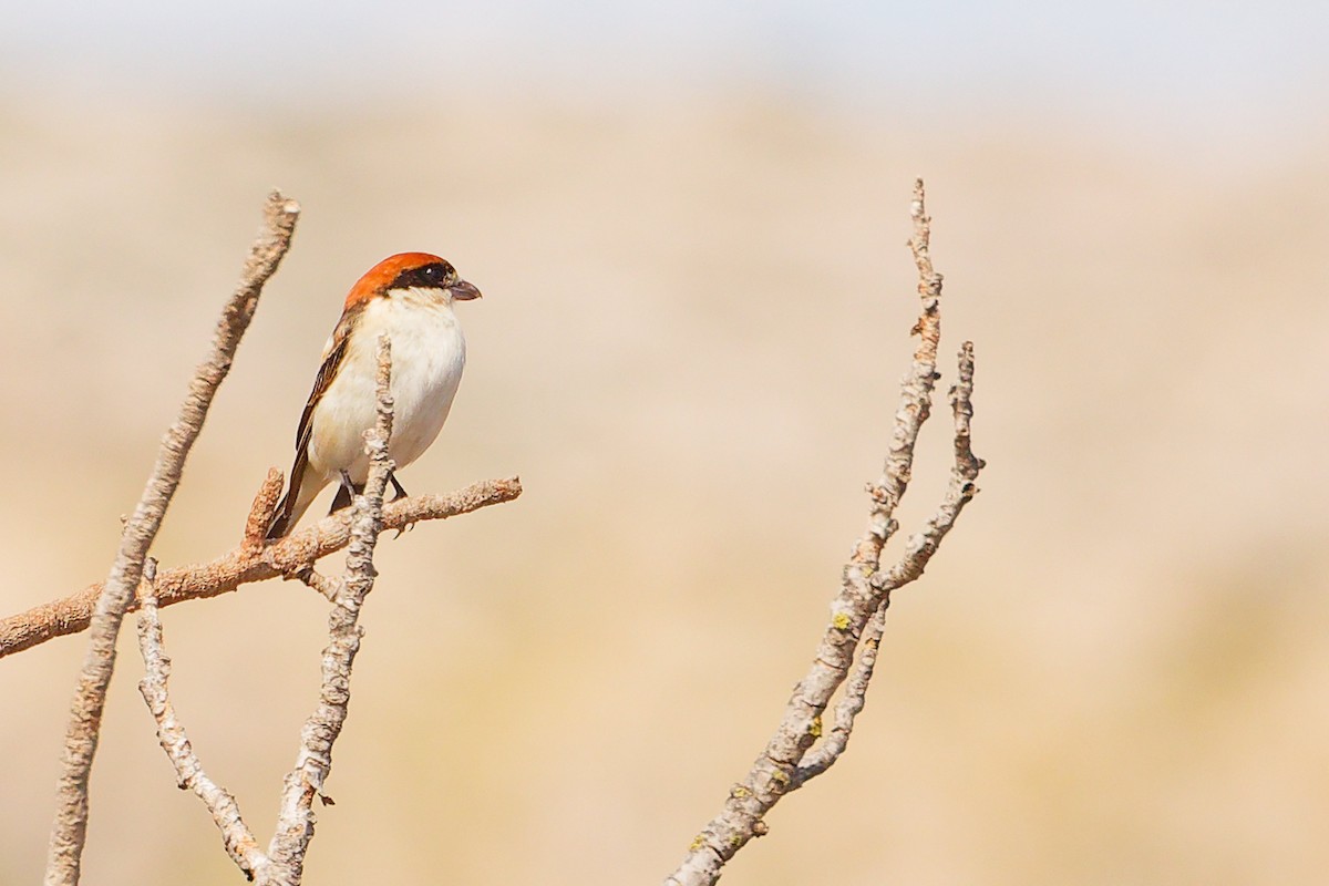 Woodchat Shrike (Balearic) - ML642747417