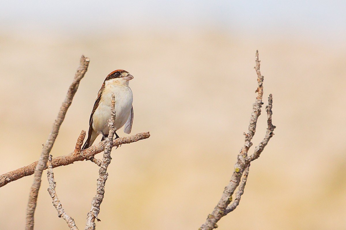 Woodchat Shrike (Balearic) - ML642747418