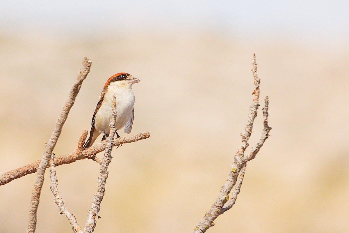 Woodchat Shrike (Balearic) - ML642747419