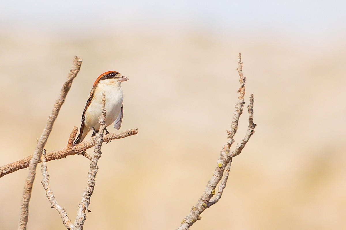 Woodchat Shrike (Balearic) - ML642747420