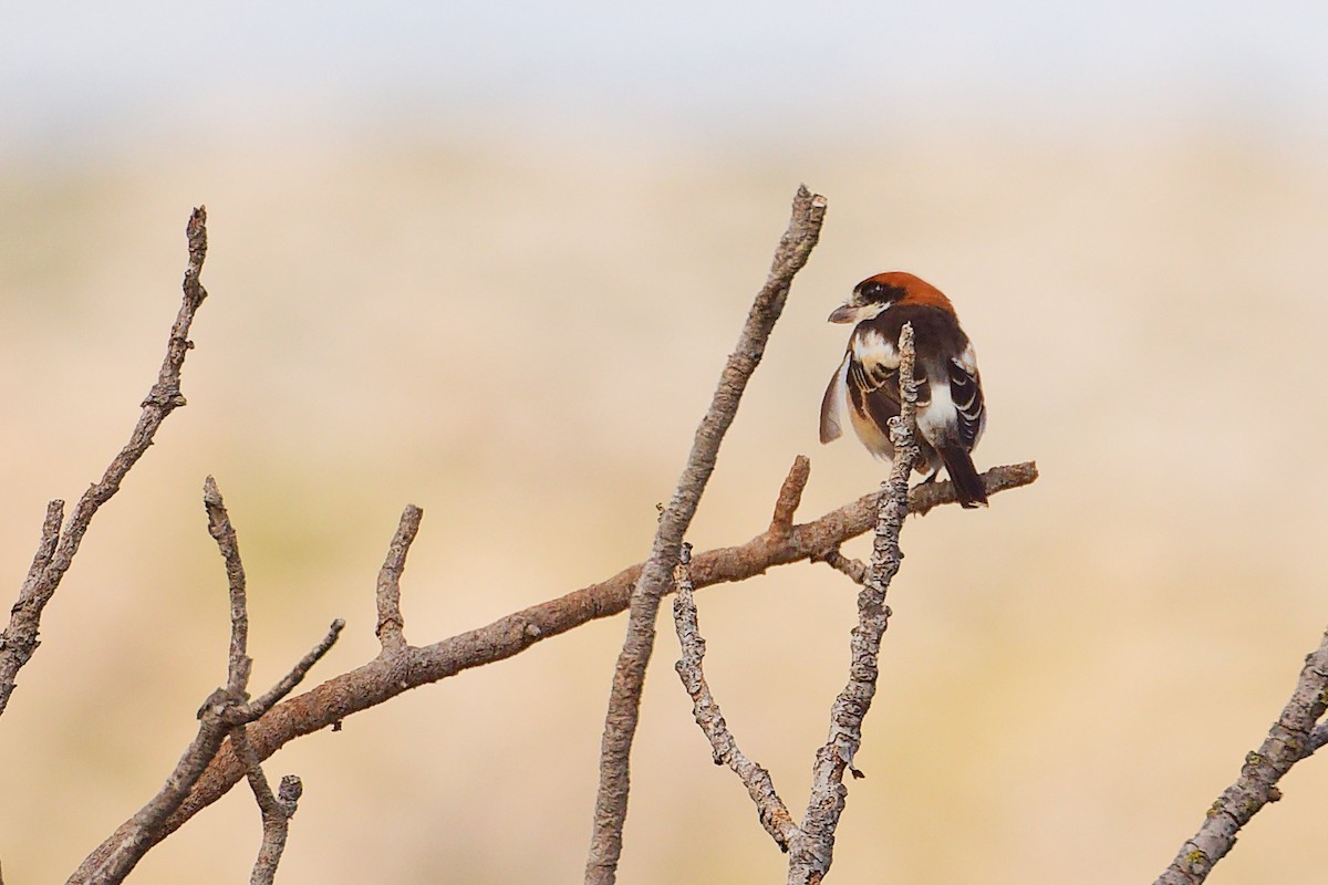 Woodchat Shrike (Balearic) - ML642747421