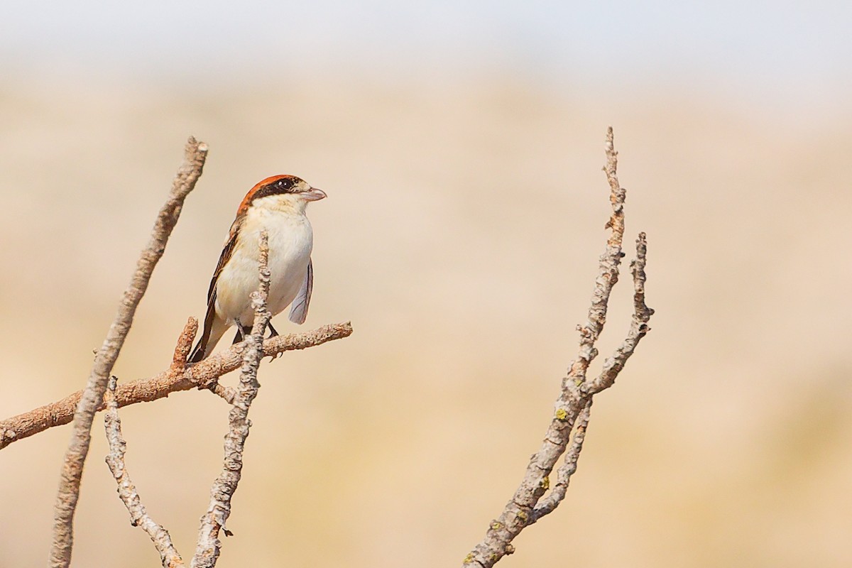 Woodchat Shrike (Balearic) - ML642747422