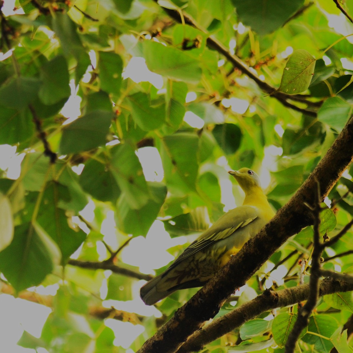 Yellow-footed Green-Pigeon - ML642747426