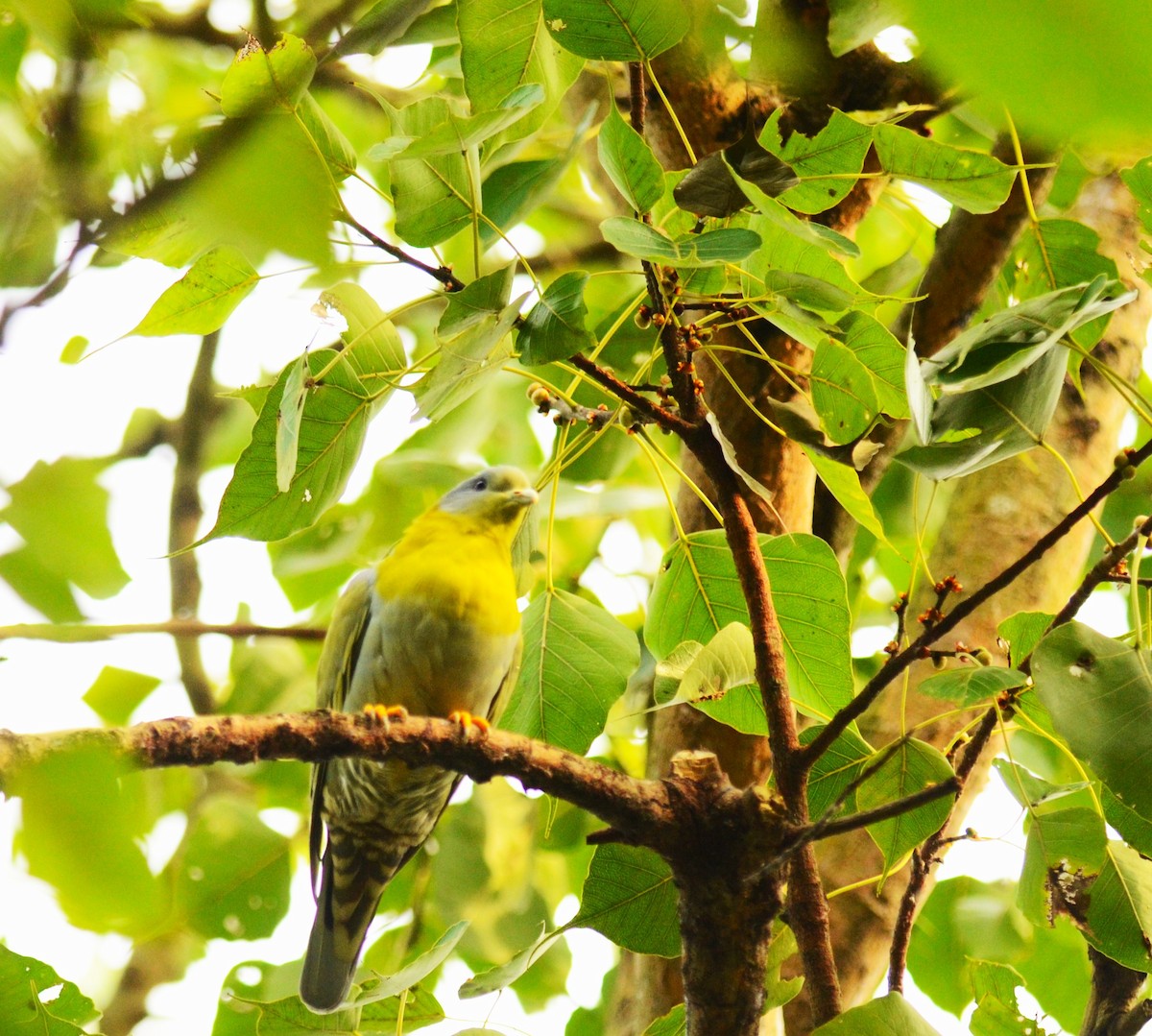 Yellow-footed Green-Pigeon - ML642747427