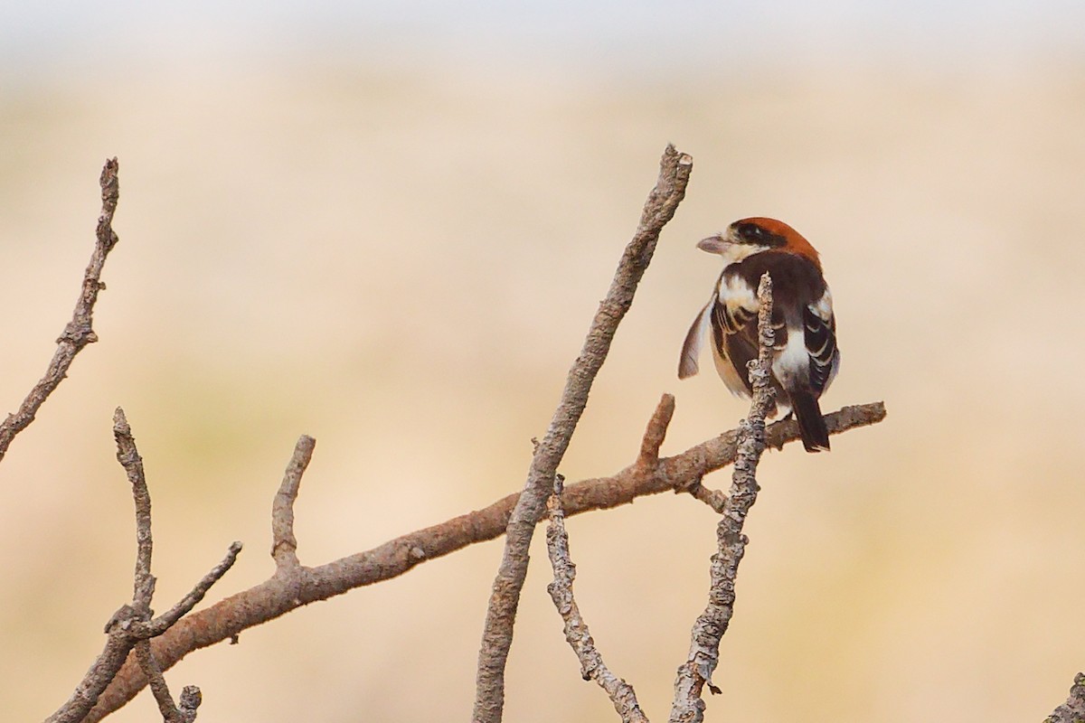 Woodchat Shrike (Balearic) - ML642747433