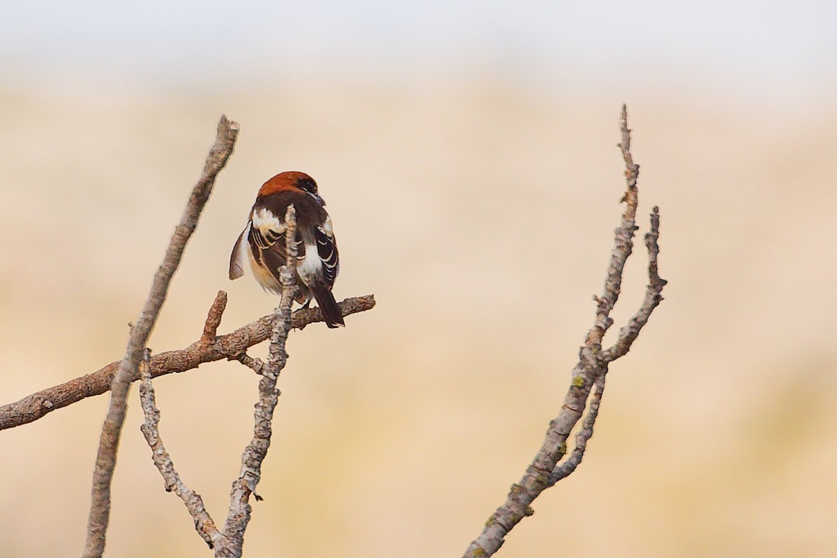 Woodchat Shrike (Balearic) - ML642747434