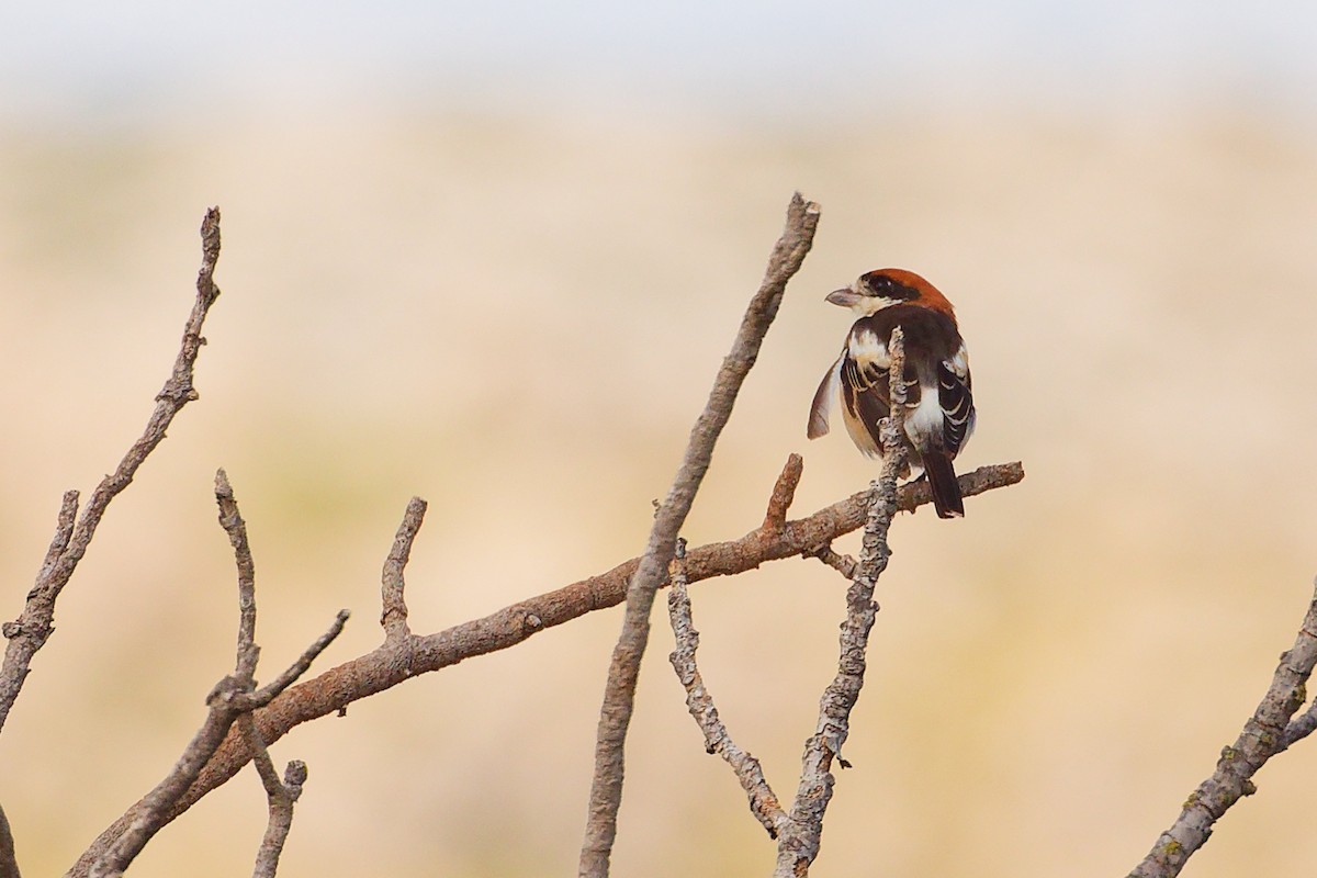 Woodchat Shrike (Balearic) - ML642747435