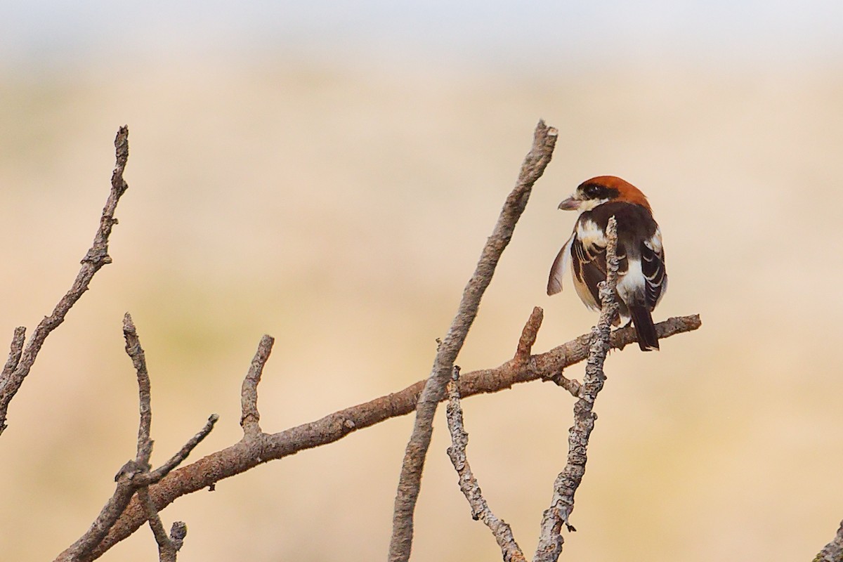 Woodchat Shrike (Balearic) - ML642747437