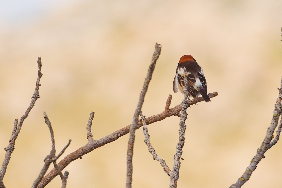 Woodchat Shrike (Balearic) - ML642747438