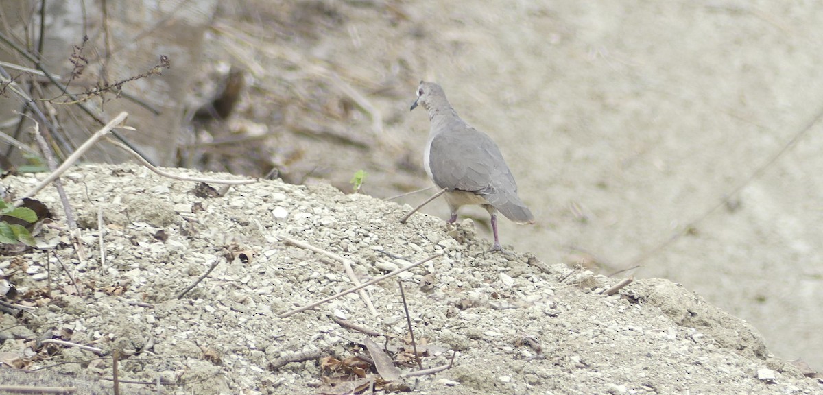 White-tipped Dove - ML642747495