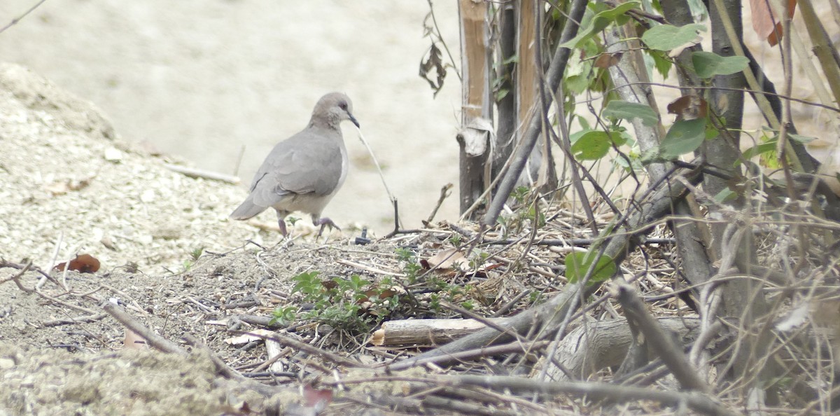 White-tipped Dove - ML642747496