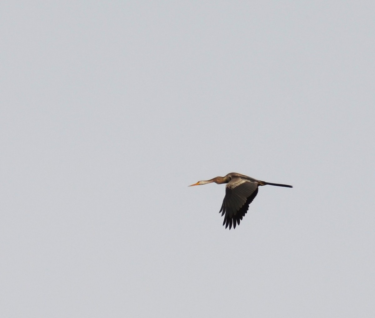 Oriental Darter - ML642747502