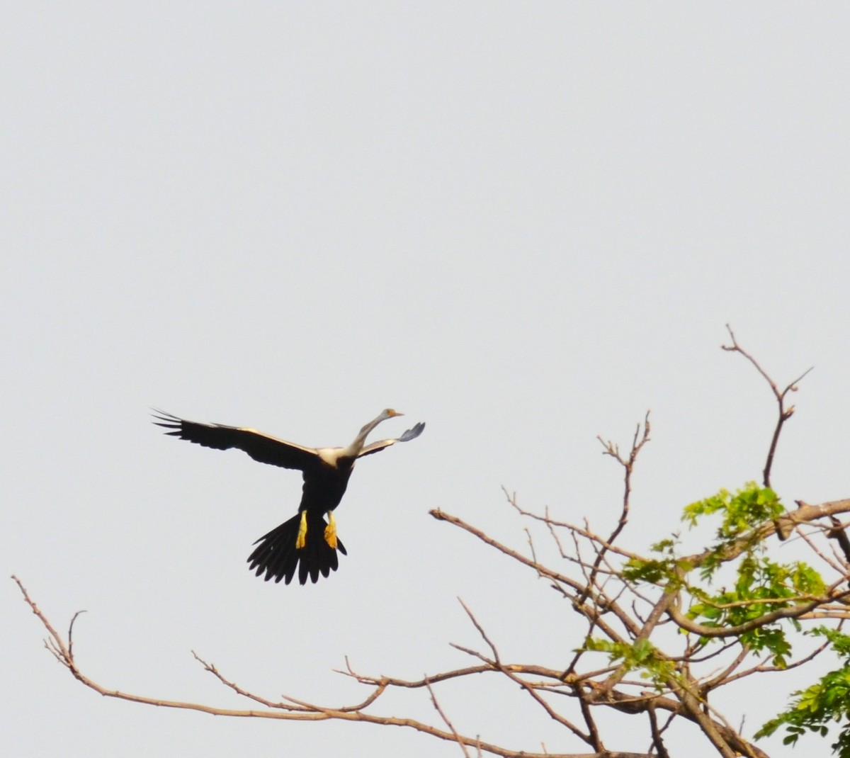 Oriental Darter - ML642747503