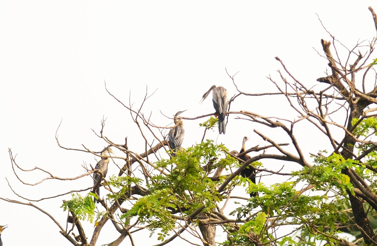 Oriental Darter - ML642747504