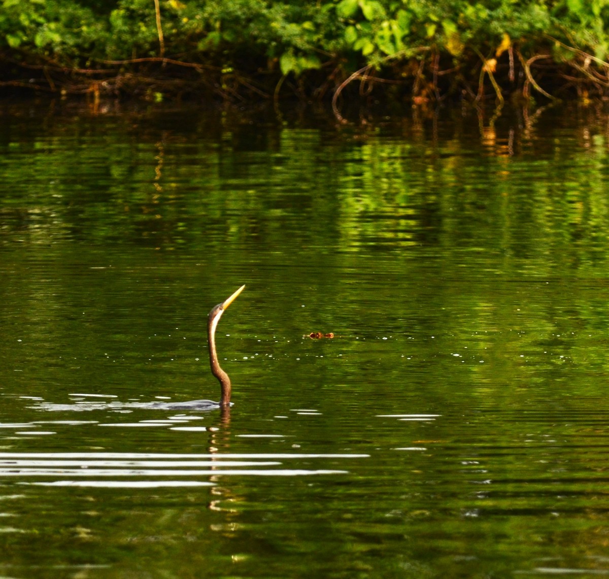 Oriental Darter - ML642747505