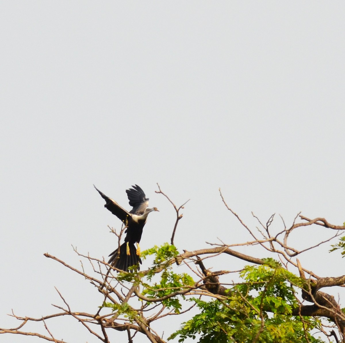 Oriental Darter - ML642747506
