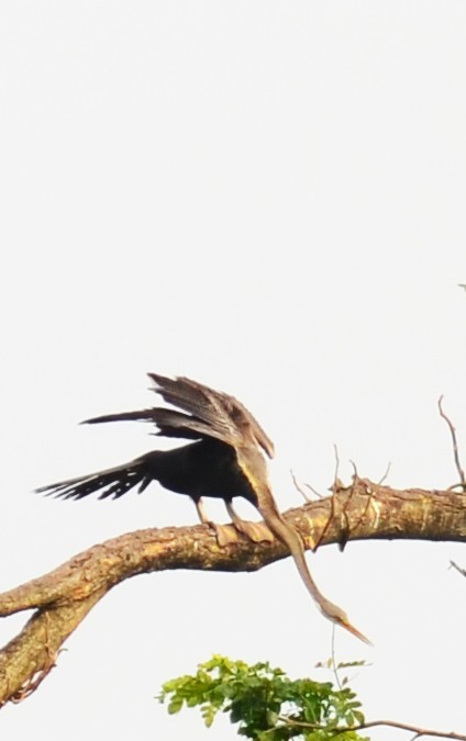 Oriental Darter - ML642747507