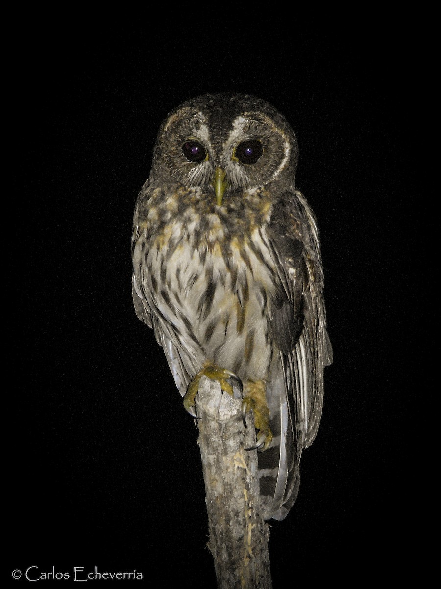Mottled Owl - ML64274751