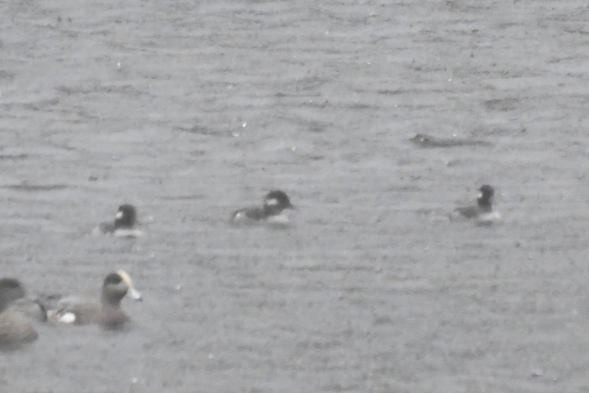 Bufflehead - ML642747515