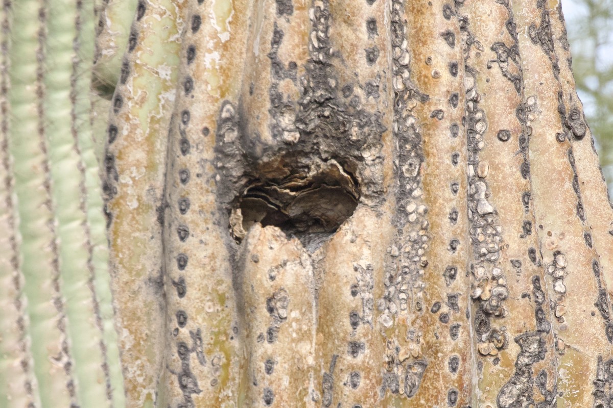 Western Screech-Owl - ML642747517