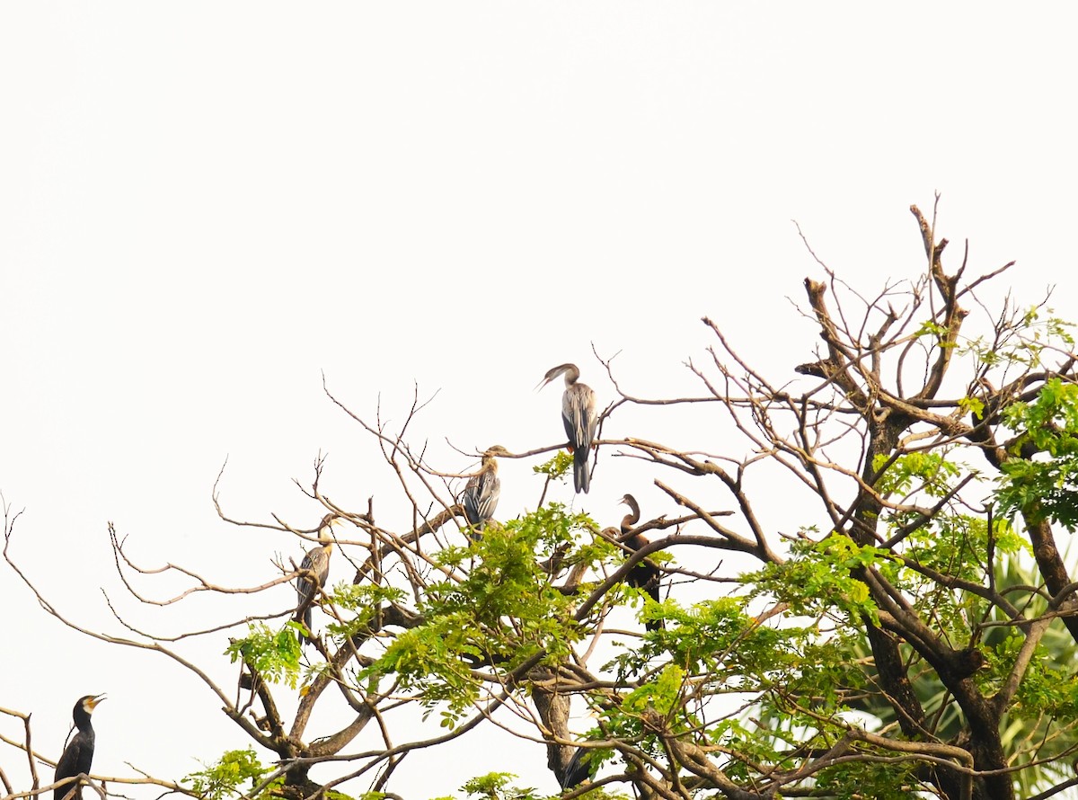 Oriental Darter - ML642747528