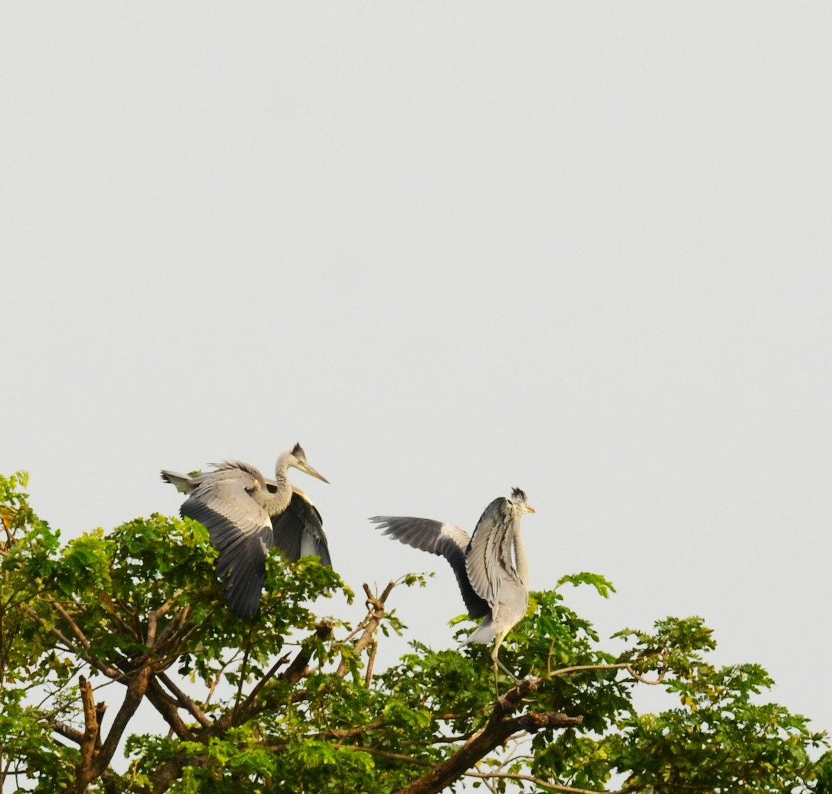 蒼鷺 - ML642747531