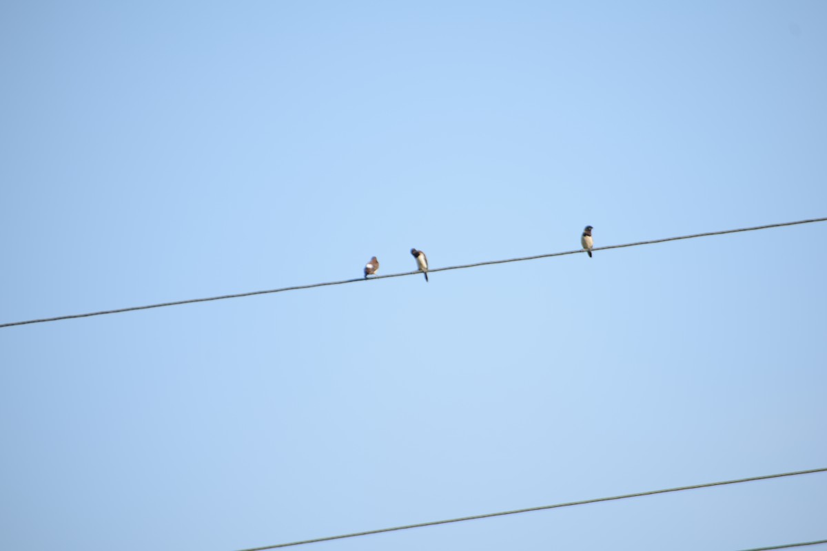 White-rumped Munia - ML642747540